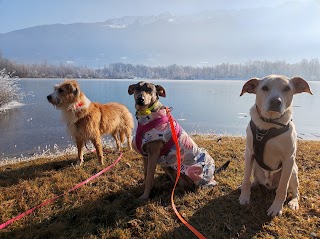 3 pattes pour 1 main - éducation et loisirs canin dans le Beaufortain