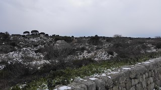 Societa' Cooperativa Agricola Erario