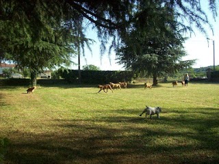 Pensione Cani e Gatti I Dogue dell'Olona