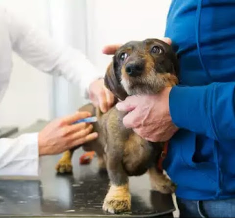 Veterinario Studio LUNAE di Alessandra Bazzà