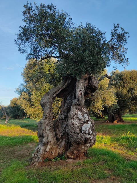 Millenari di Puglia