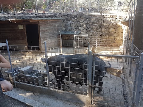 Azienda Agricola IL POGGIOLINO Montemurlo