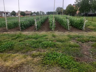 Azienda Agricola Marinato Samuele