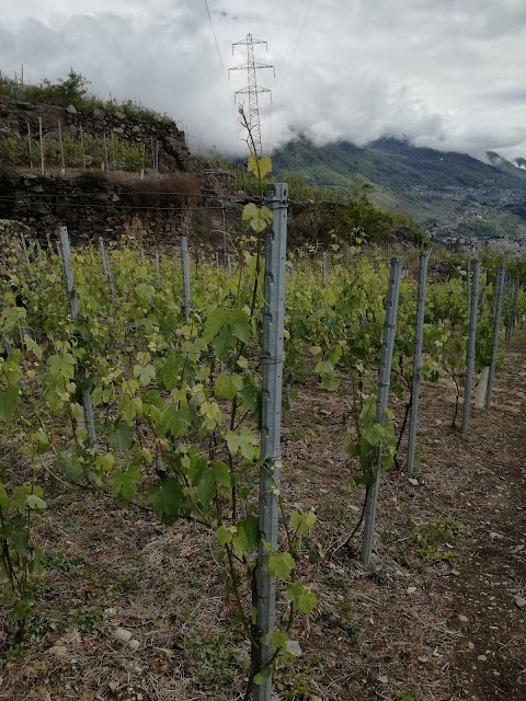 Azienda agricola Terra di Mezzo