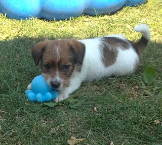 Azienda Agricola Santantonio - allevamento cani | terrier | pensione per cani - Bergamo