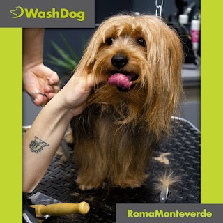 Wash Dog Roma Monte Verde