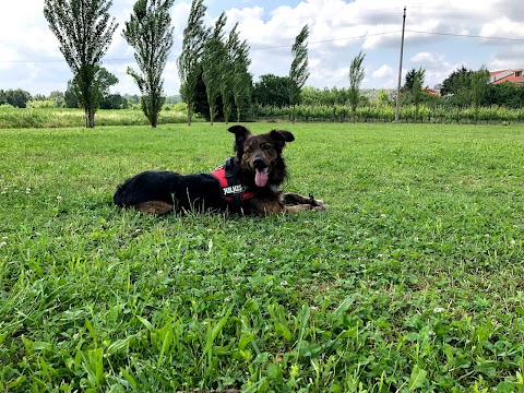 Pensione Cani e Gatti San Martino di Porres