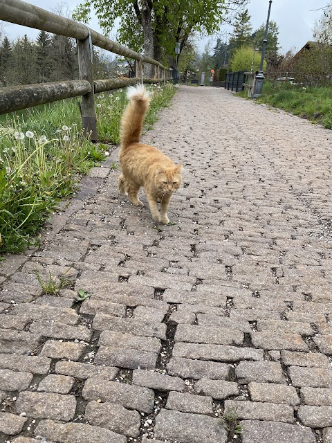 Ospedale Veterinario Dott. Peressotti