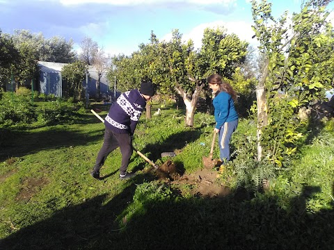 Jacaranda Center - Grounding Institute