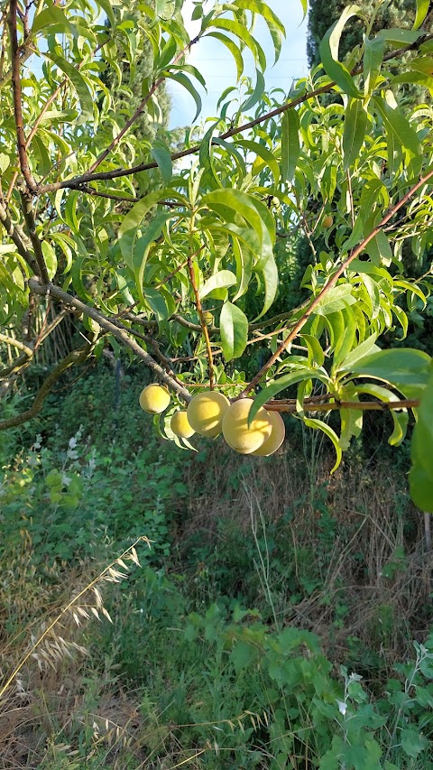 AZIENDA AGRICOLA TERREALSOLE