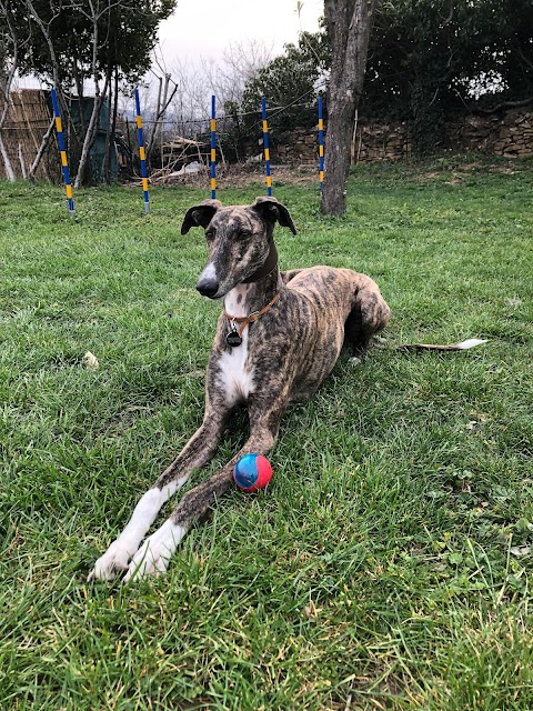 Galgos & Friends