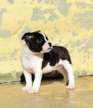 Allevamento Staffyblackbullkennel