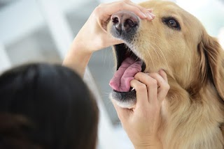 Clinica Veterinaria Verona Lago