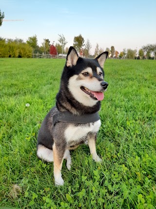 Pollop - Bio Toelettatura & SPA per cani e gatti