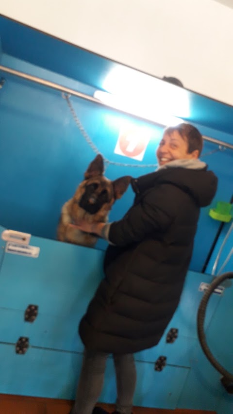 Shower Dog Udine