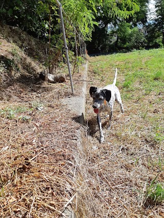 Dog Ranch Pensione per cani