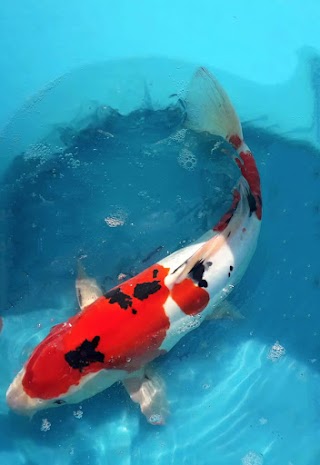 Koi Farm Riccò