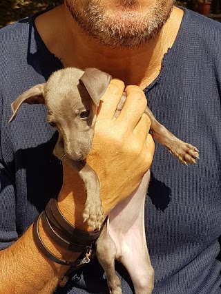 Valmarco pensione per cani e gatti