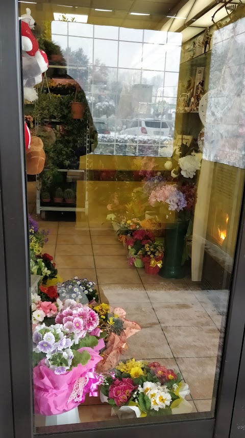 Non Solo Fiori di Settimo Paola