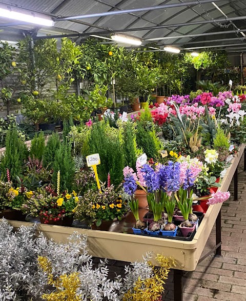 Fioraio a Melzo Il Giardino Fiorito Di Migliorini Luigi E Fernanda