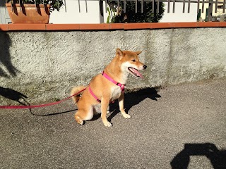 Toilette Per Cani Asso di Nesti Sandra