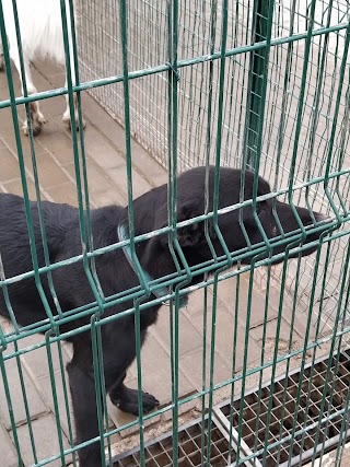 Il Rifugio del cane e del gatto