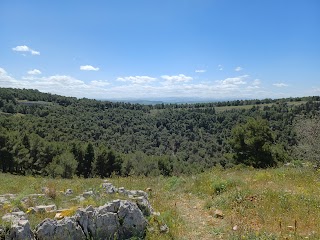 Pulicchio di Gravina