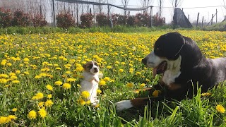 Piccole Grandi Orme - Circolo Ippico, Allevamento e pensione cani