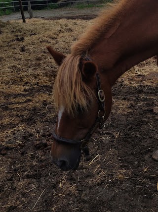 Centro Equestre Framura