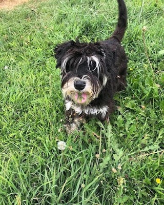 Pensione per cani e gatti - La Giara