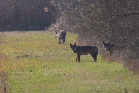 Biotopi e ripristini ambientali di Medicina e Molinella (Rete Natura 2000)