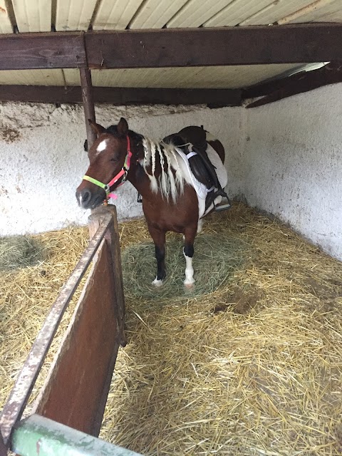 Aragona Arabians Horses Club