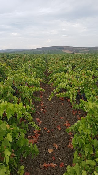 Azienda vinicola F.lli Gulletta