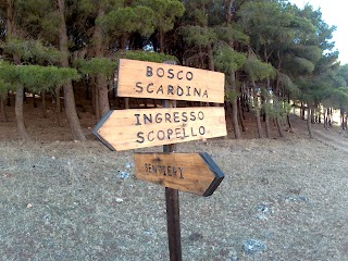 Bosco Scardina