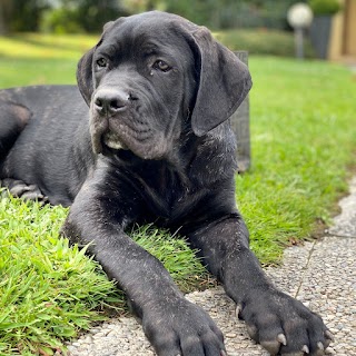 Allevamenti cane corso negroni