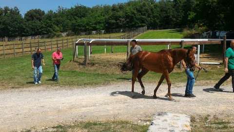 Ciampoli Dr. Raffaello Clinica Veterinaria Il Ceppo Equine Hospital