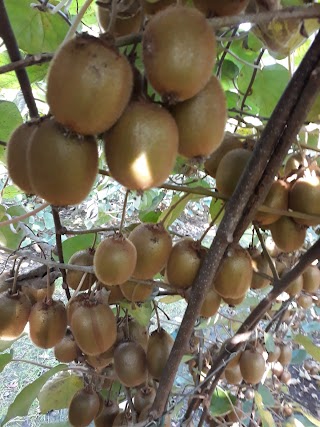 Azienda Agricola Cengia Nicola