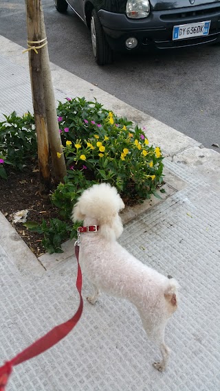 Ambulatorio Veterinario Dr. Marco Smaldone