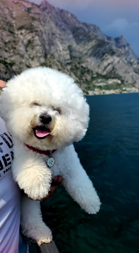 Toelettatura Nonsolocane di Ilaria e Maurizio