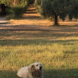 Agriturismo Il Gelso Nero