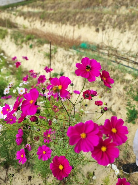 Viale Flower Farm