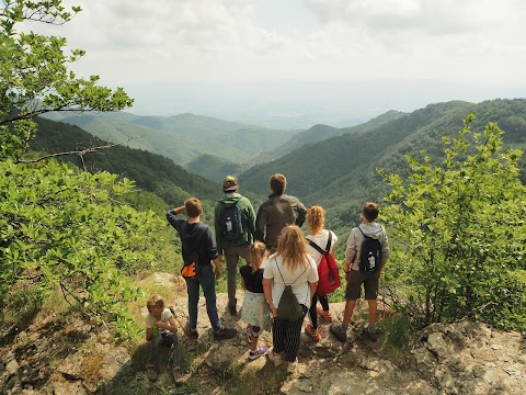 Effetto Foresta