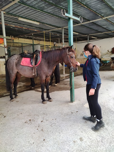 Centro Ippico Montenuovo - Scuola equitazione - Passeggiata a cavallo - CIM