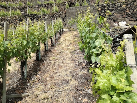 Azienda agricola Terra di Mezzo