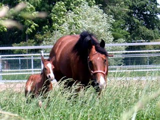 Circolo Ippico Quarter Horses Alle Colombare ASD