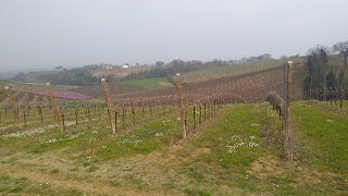 Podere Monte Brullo - Serra