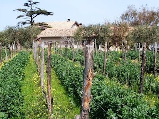 Azienda Agricola "Soprano di Sindaro"