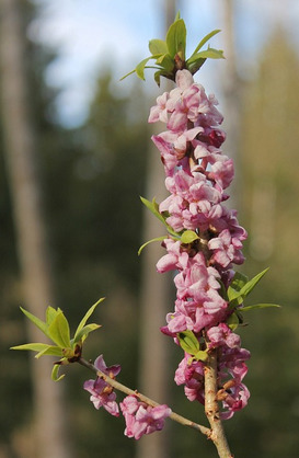 Floricoltura G.M.