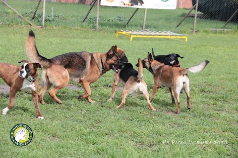 Centro Cinofilo Dogs & Co. Academy asd