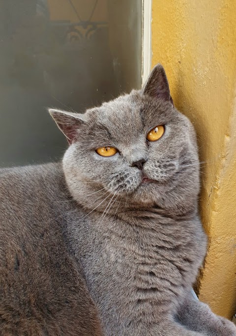 Ospedale Veterinario Giardini Margherita